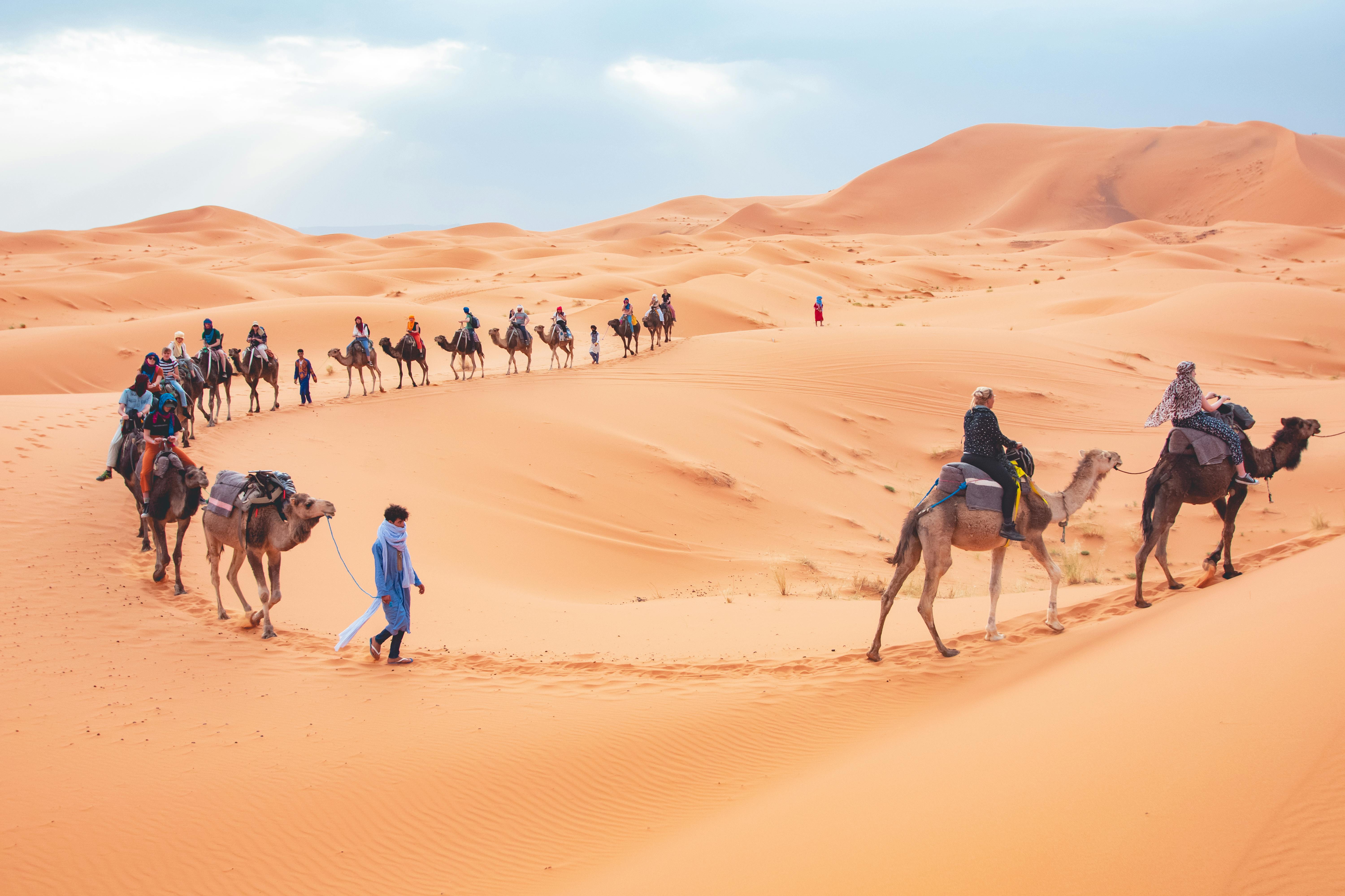 A line of camels walking across vast golden sand dunes at sunset.